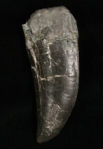 A large Allosaurus tooth from Morrison Formation of Colorado.